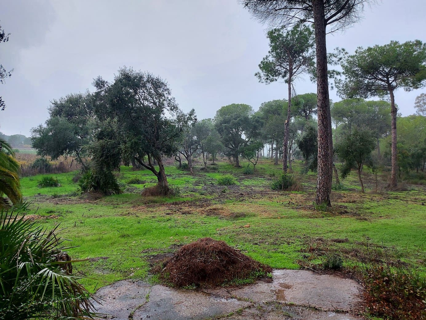 2 soverom Finca/Herregård til salgs i Almonte med garasje - € 250 000 (Ref: 8604668)