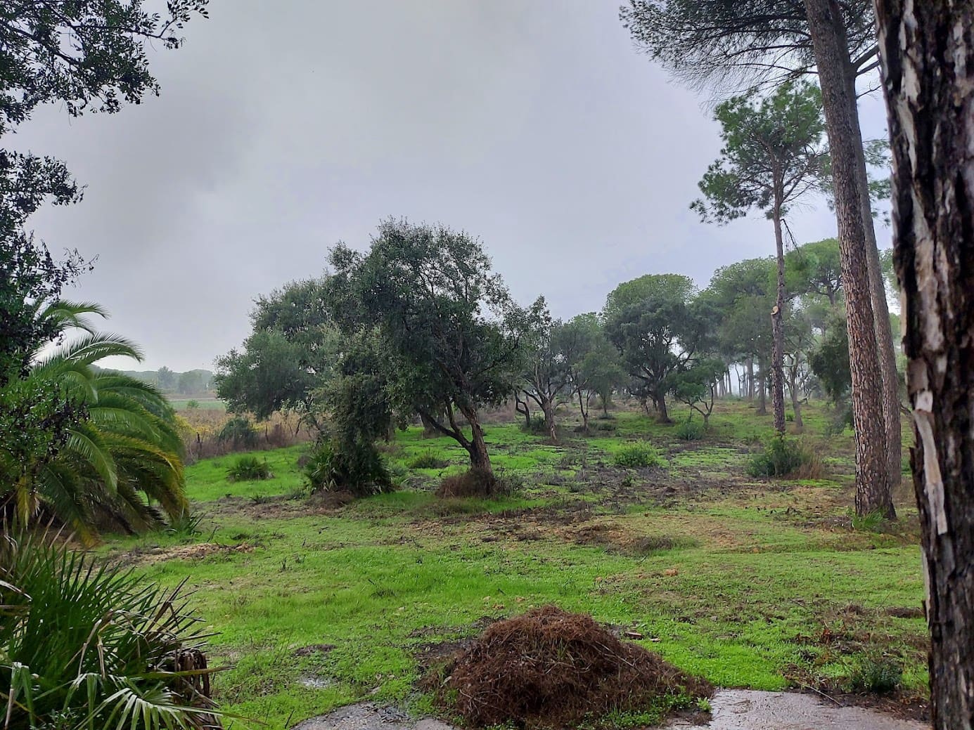 2 soverom Finca/Herregård til salgs i Almonte med garasje - € 250 000 (Ref: 8604668)