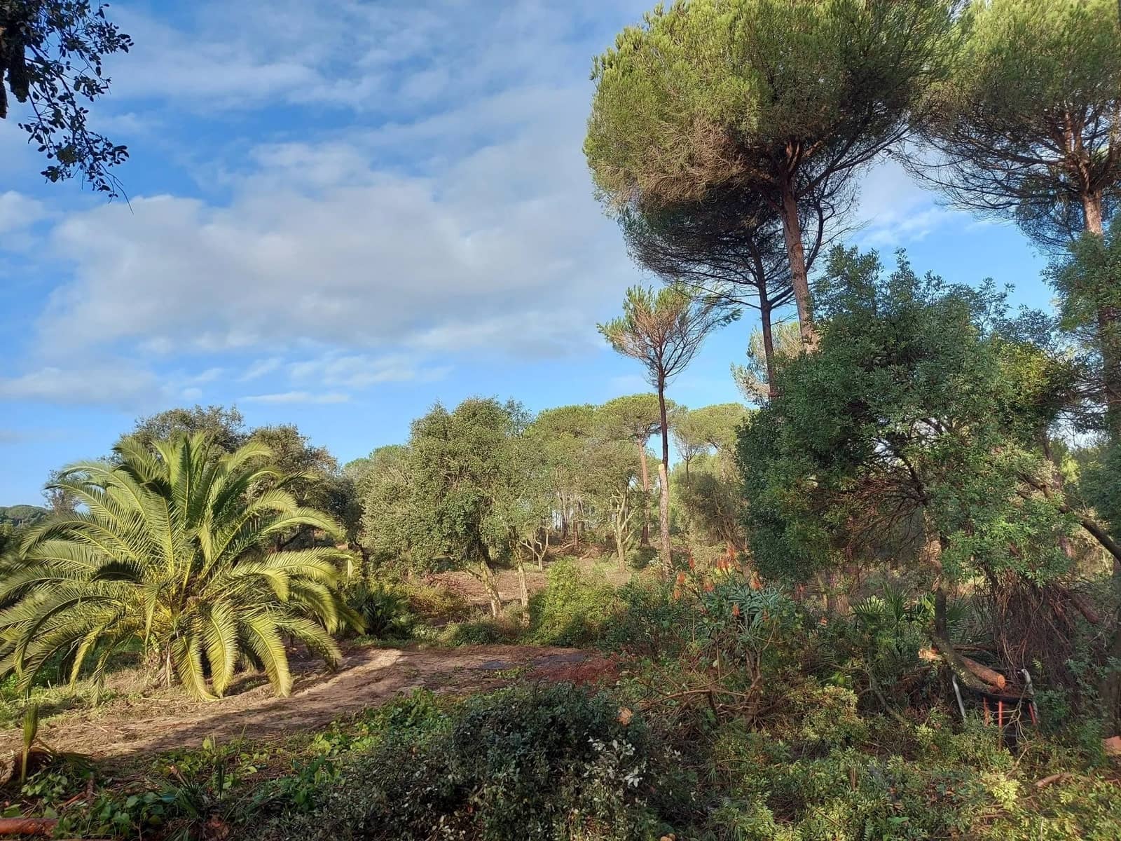 2 soverom Finca/Herregård til salgs i Almonte med garasje - € 250 000 (Ref: 8604668)