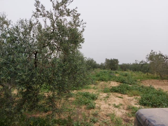 Tontti myytävänä paikassa Almonte - 19 000 € (Ref: 8612351)