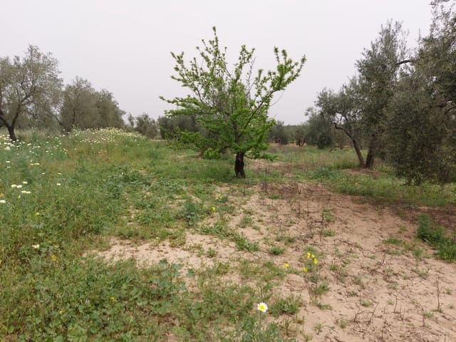 Tontti myytävänä paikassa Almonte - 19 000 € (Ref: 8612351)