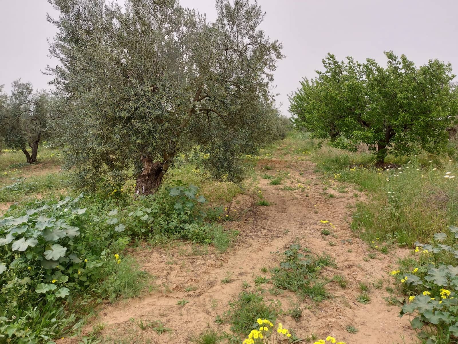 Byggegrund til salg i Almonte - € 19.000 (Ref: 8612351)