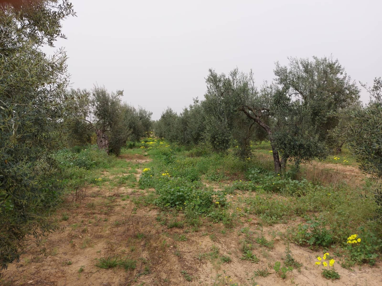 Byggegrund til salg i Almonte - € 19.000 (Ref: 8612351)