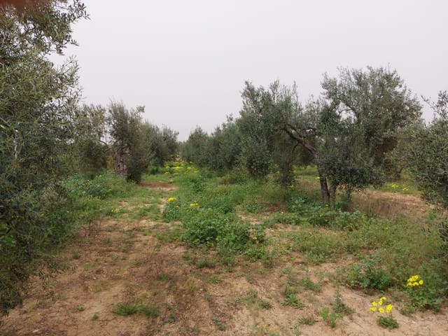 Tontti myytävänä paikassa Almonte - 19 000 € (Ref: 8612351)