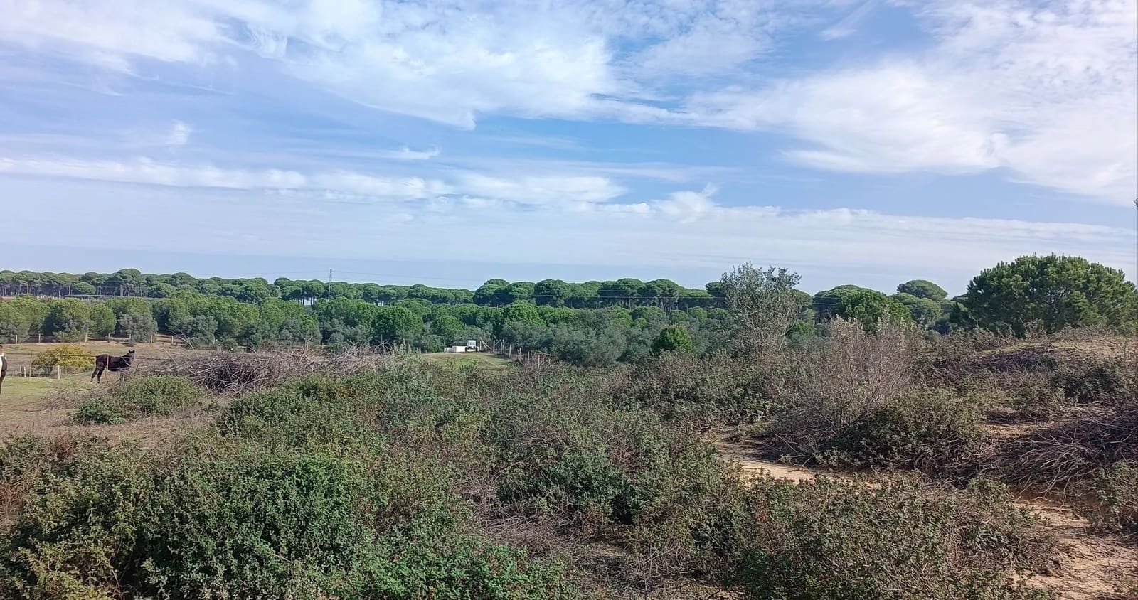 1 soveværelse Finca/Landehus til salg i Almonte med garage - € 125.000 (Ref: 8619848)