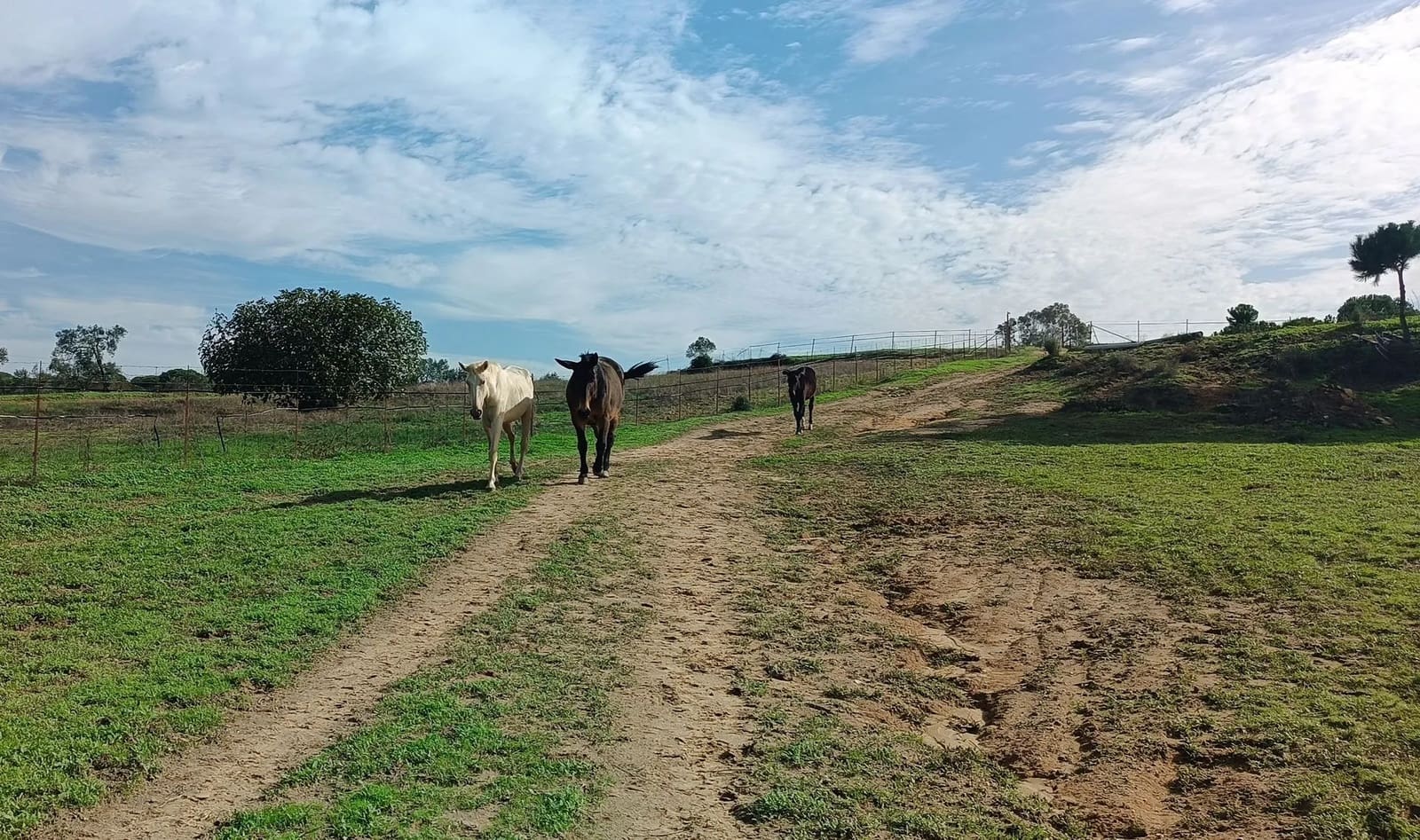 1 soveværelse Finca/Landehus til salg i Almonte med garage - € 125.000 (Ref: 8619848)