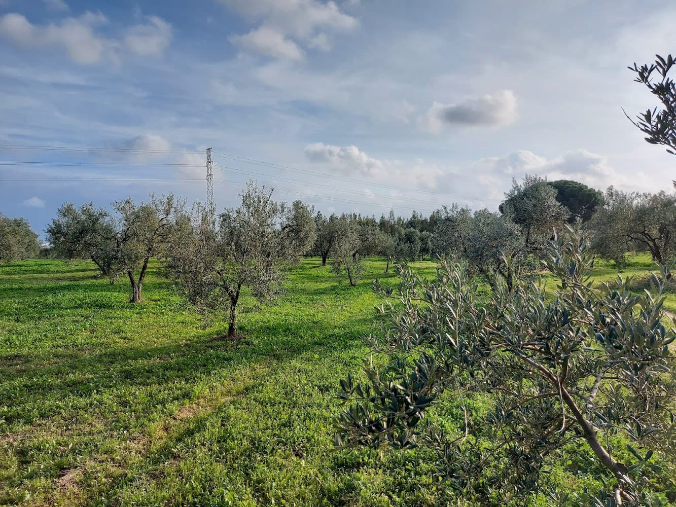 Bouwgrond te koop in Almonte - € 19.000 (Ref: 8629884)