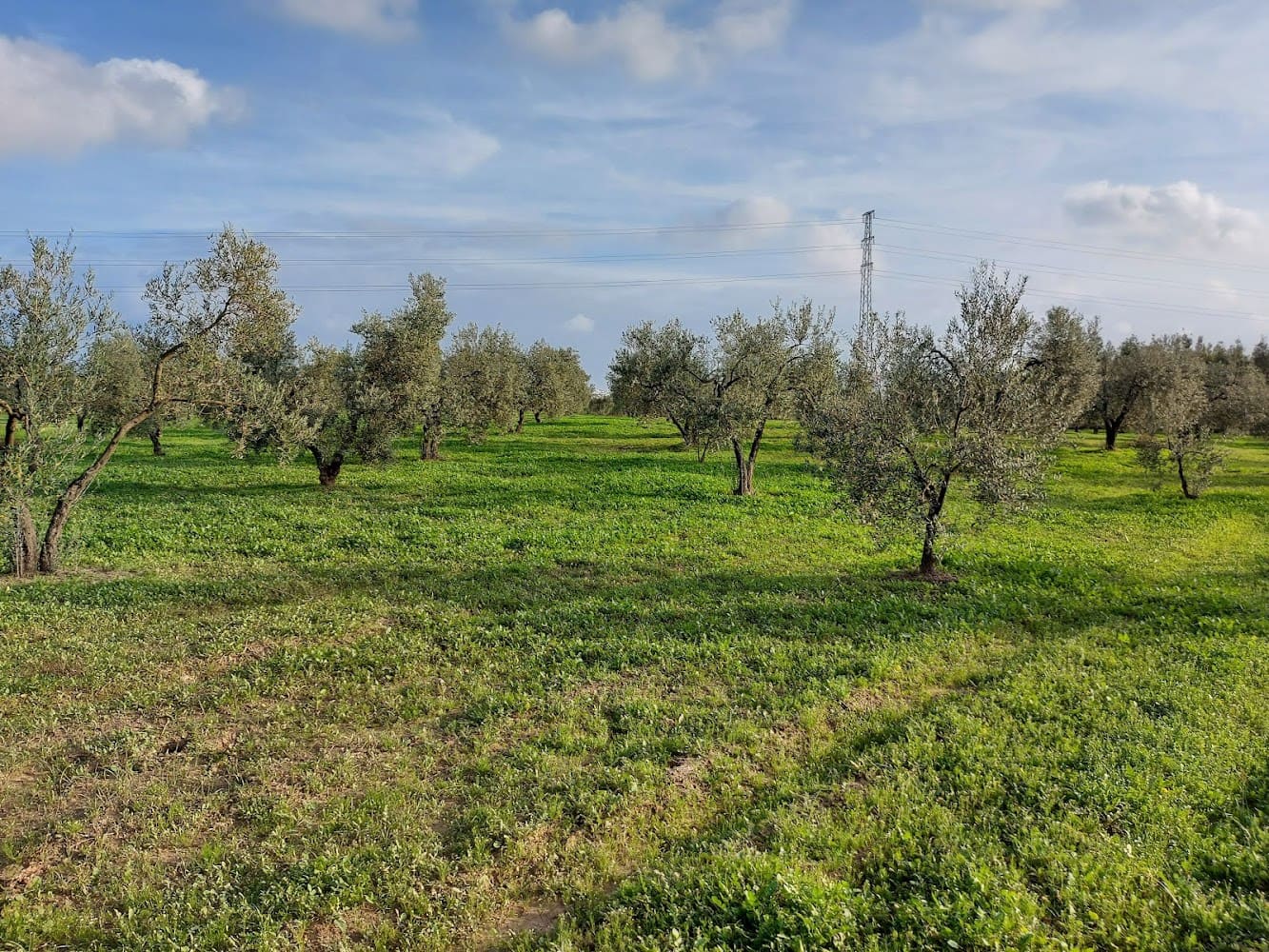 Bouwgrond te koop in Almonte - € 19.000 (Ref: 8629884)