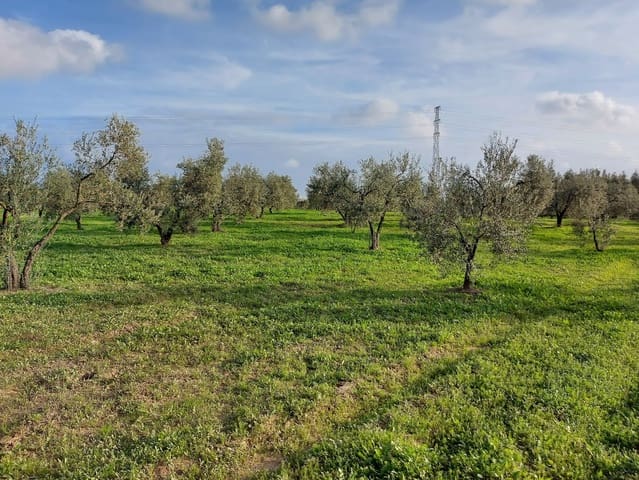 Building Plot for sale in Almonte - € 19,000 (Ref: 8629884)