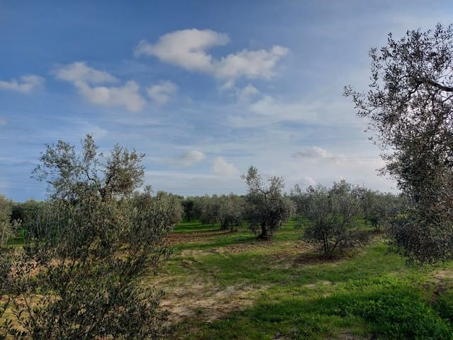 Building Plot for sale in Almonte - € 19,000 (Ref: 8629884)