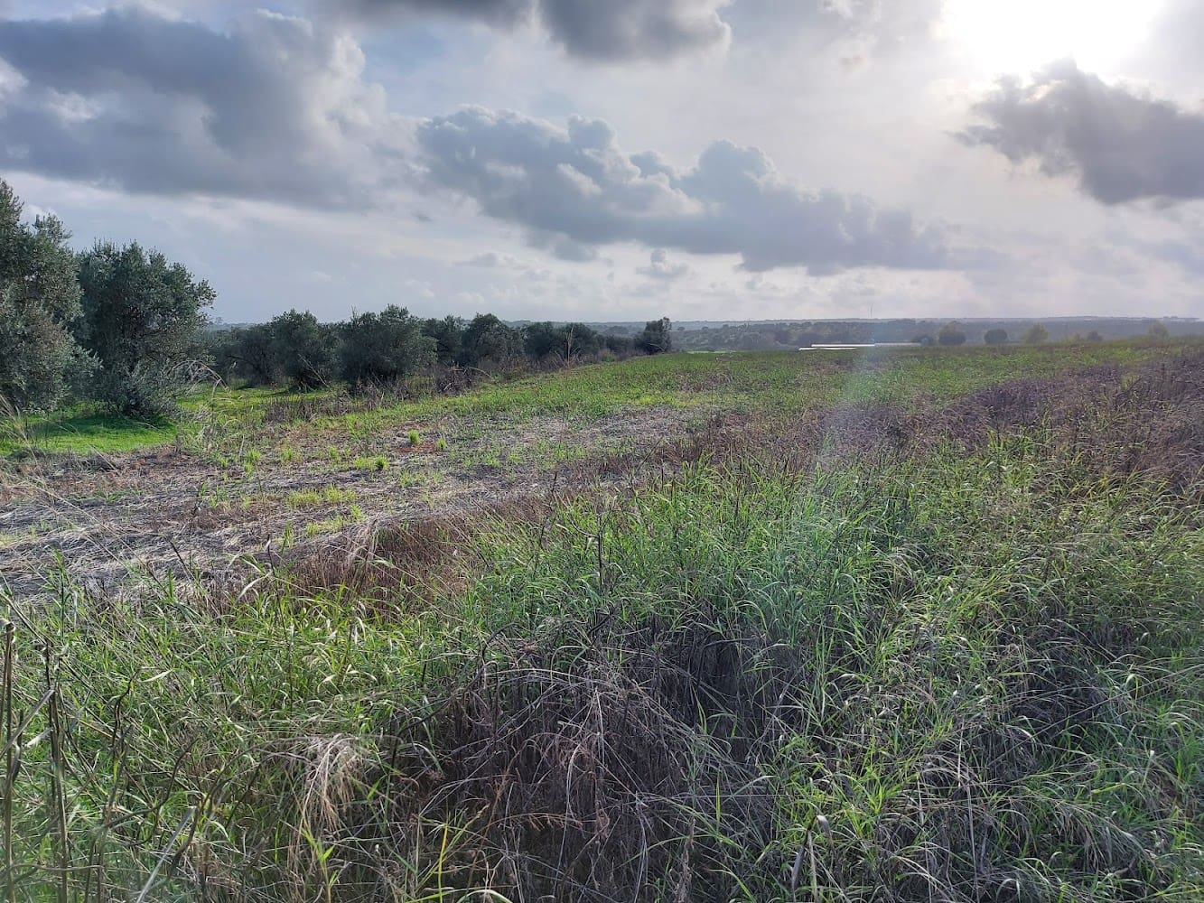 Building Plot for sale in Almonte - € 50,000 (Ref: 8629987)