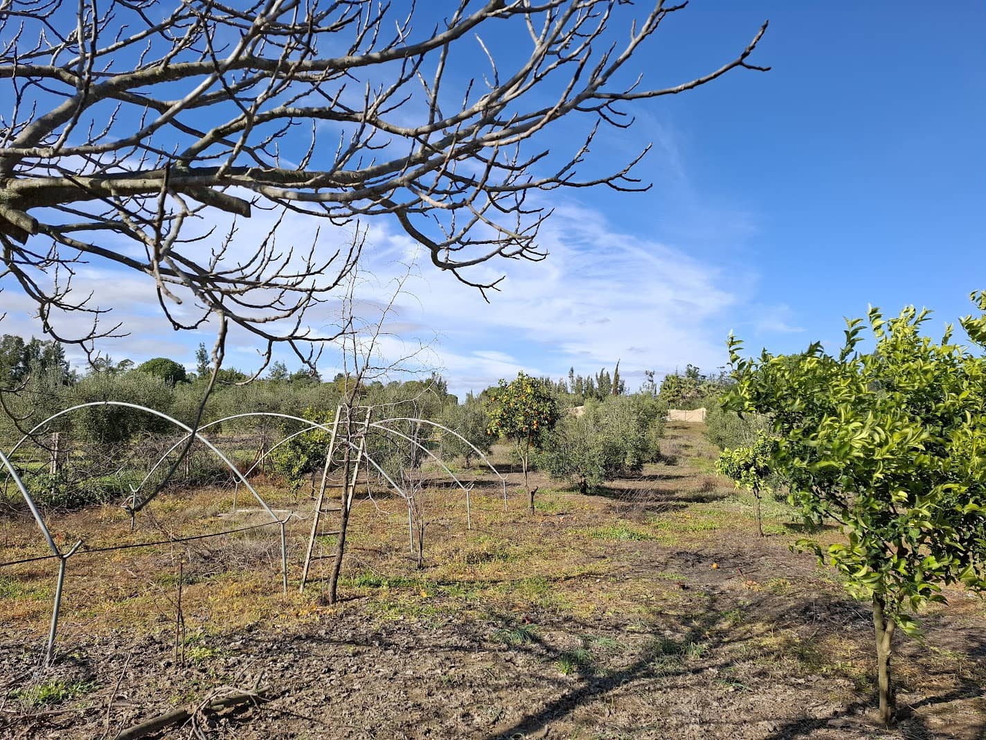 3 soveværelse Finca/Landehus til salg i Almonte med swimmingpool garage - € 156.000 (Ref: 8778104)