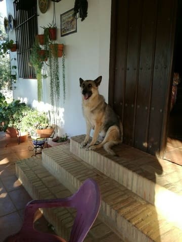 3 bedroom Finca/Country House for sale in Almonte with pool garage - € 455,000 (Ref: 8793302)