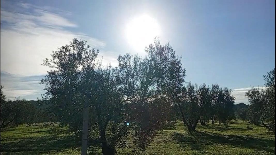 Byggegrund til salg i Almonte - € 17.500 (Ref: 9036399)