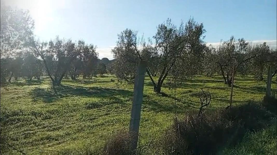 Byggegrund til salg i Almonte - € 17.500 (Ref: 9036399)