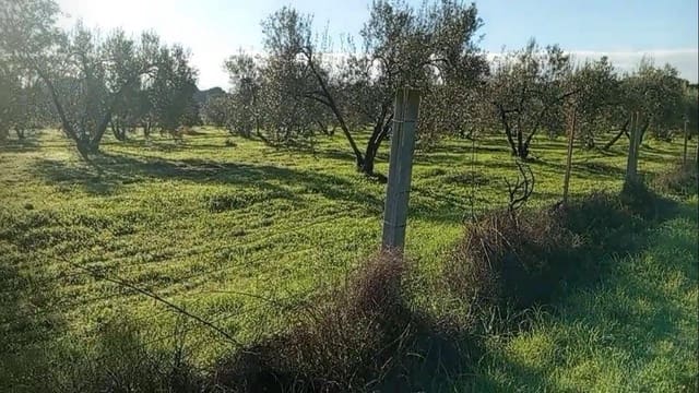 Tontti myytävänä paikassa Almonte - 17 500 € (Ref: 9036399)