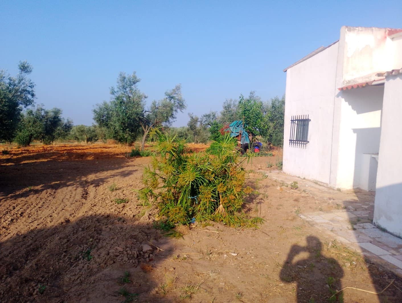 2 sypialnia Finka/Dom wiejski na sprzedaż w Almonte z garażem - 60 000 € (Ref: 9165583)