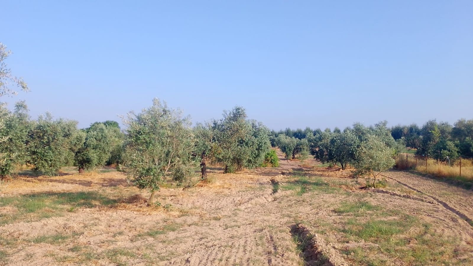 2 sypialnia Finka/Dom wiejski na sprzedaż w Almonte z garażem - 60 000 € (Ref: 9165583)