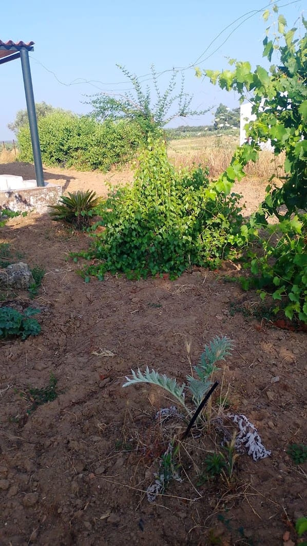 2 sypialnia Finka/Dom wiejski na sprzedaż w Almonte z garażem - 60 000 € (Ref: 9165583)