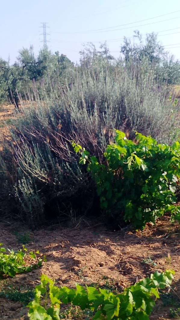 2 sypialnia Finka/Dom wiejski na sprzedaż w Almonte z garażem - 60 000 € (Ref: 9165583)