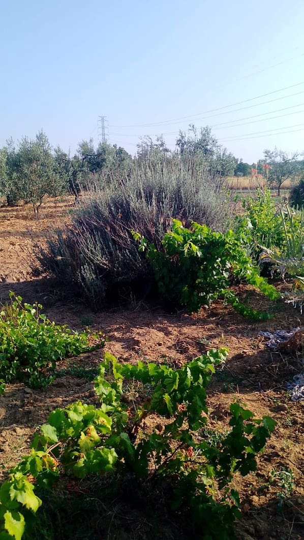 2 sypialnia Finka/Dom wiejski na sprzedaż w Almonte z garażem - 60 000 € (Ref: 9165583)