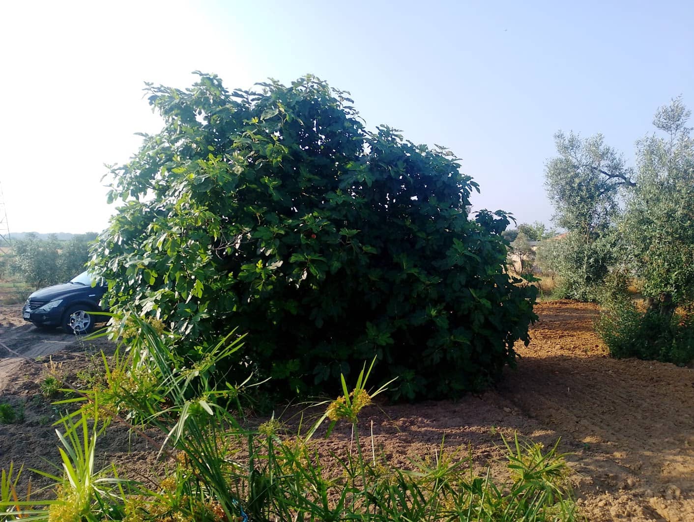 2 sypialnia Finka/Dom wiejski na sprzedaż w Almonte z garażem - 60 000 € (Ref: 9165583)