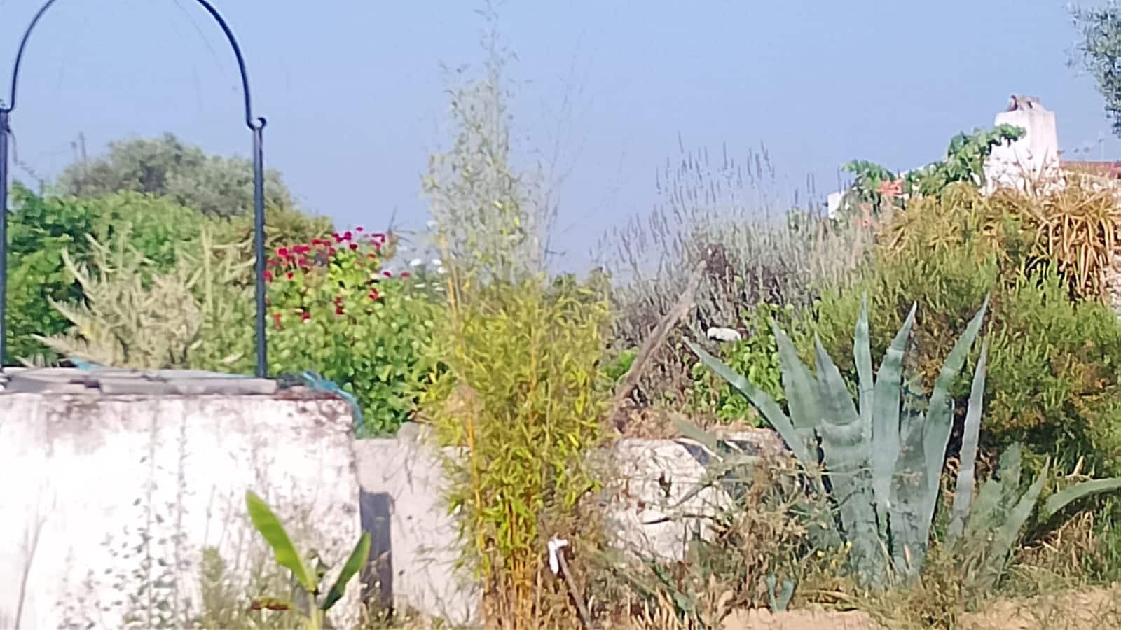 2 sypialnia Finka/Dom wiejski na sprzedaż w Almonte z garażem - 60 000 € (Ref: 9165583)