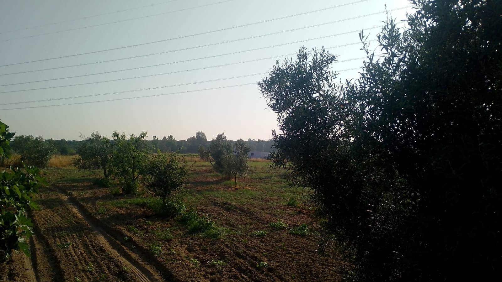 2 sypialnia Finka/Dom wiejski na sprzedaż w Almonte z garażem - 60 000 € (Ref: 9165583)