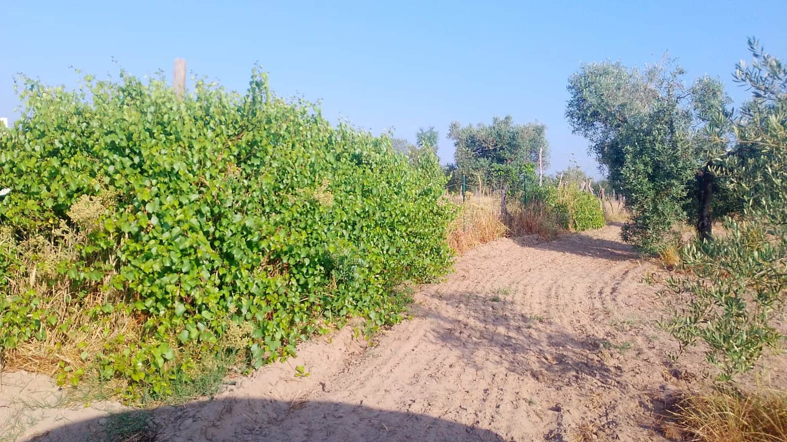 2 sypialnia Finka/Dom wiejski na sprzedaż w Almonte z garażem - 60 000 € (Ref: 9165583)