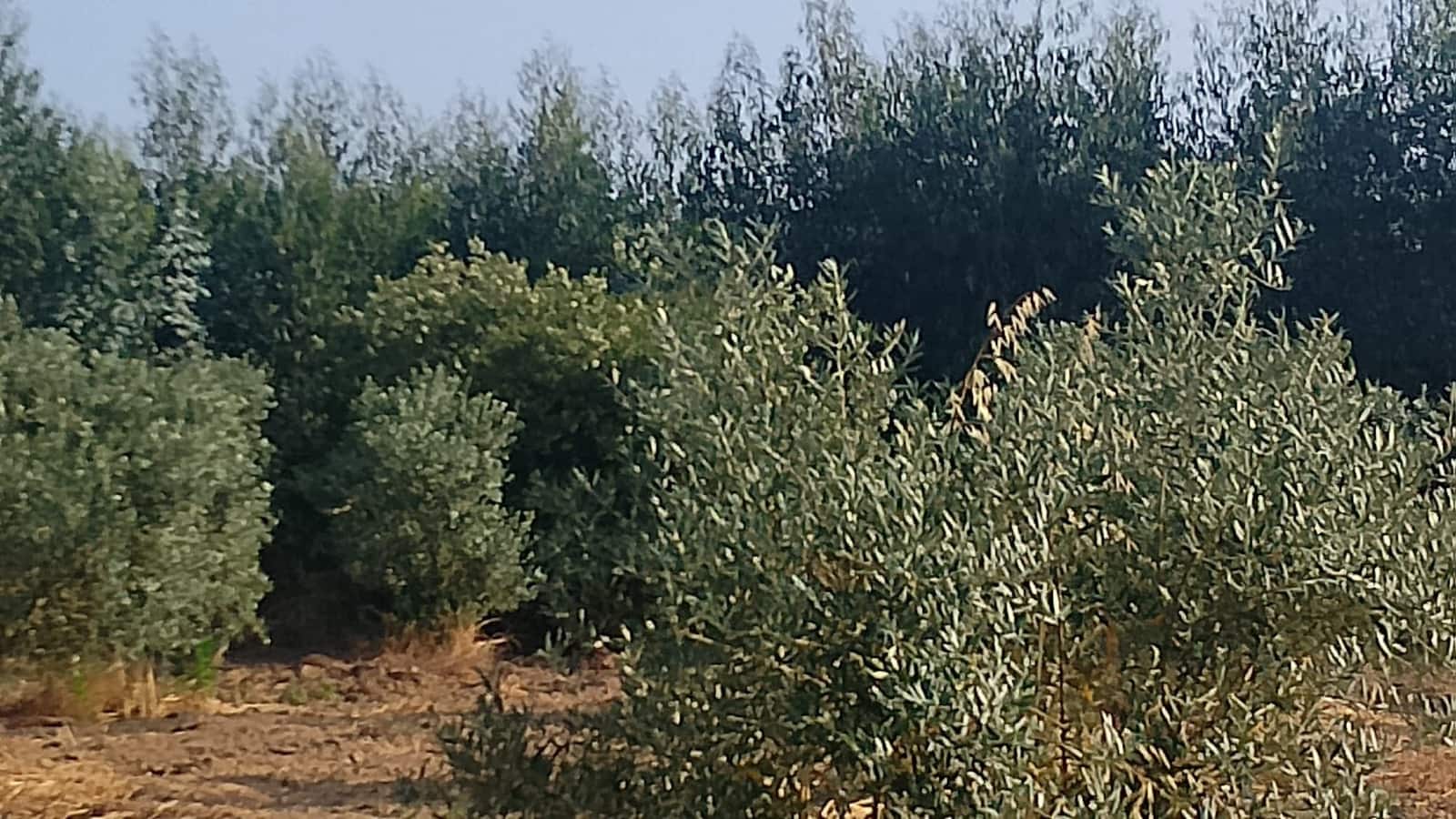 2 sypialnia Finka/Dom wiejski na sprzedaż w Almonte z garażem - 60 000 € (Ref: 9165583)