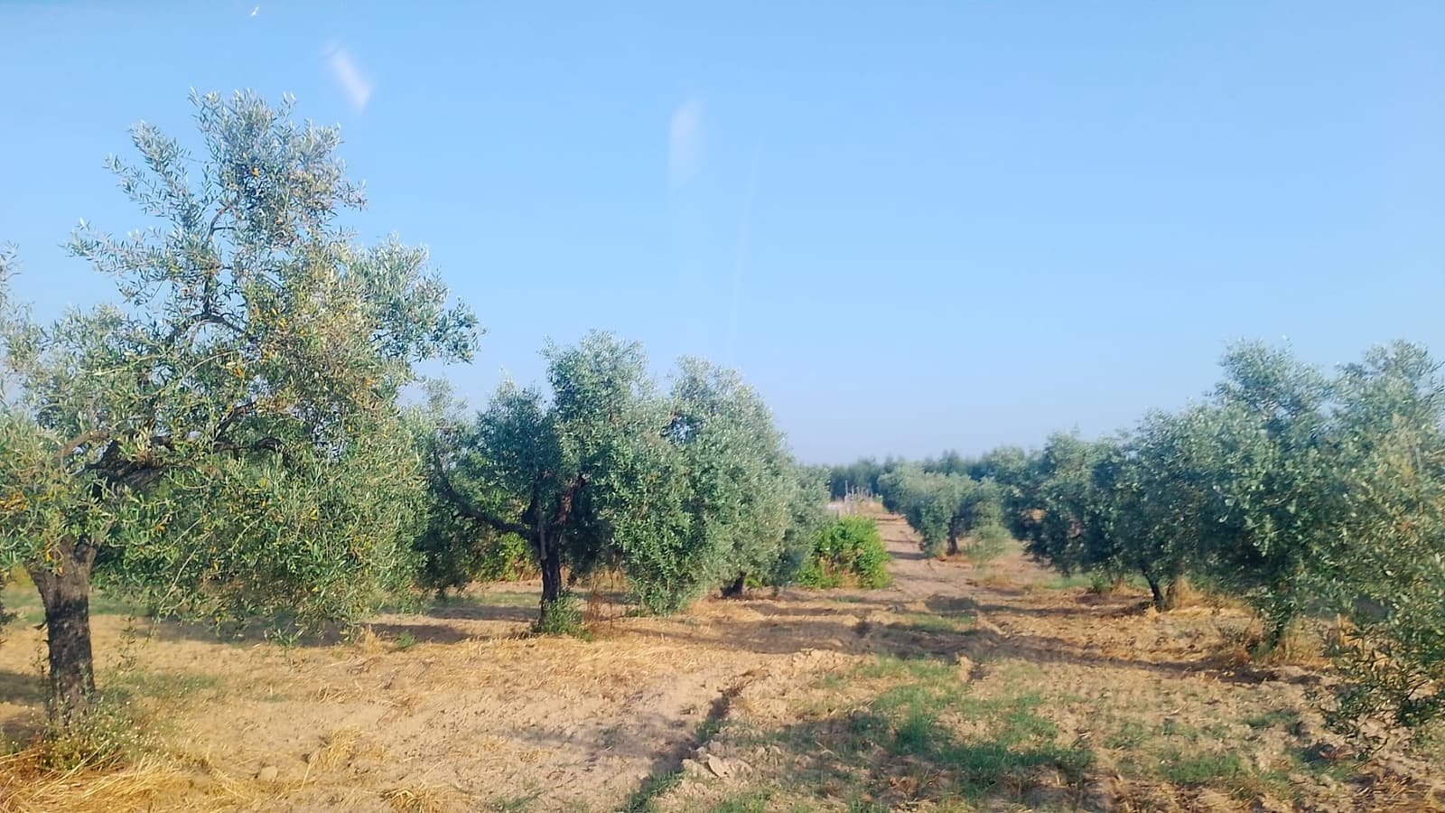 2 sypialnia Finka/Dom wiejski na sprzedaż w Almonte z garażem - 60 000 € (Ref: 9165583)