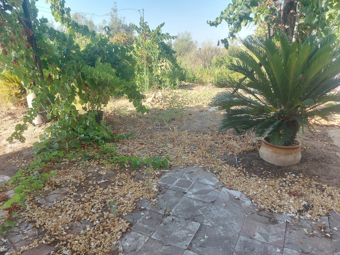 2 sypialnia Finka/Dom wiejski na sprzedaż w Almonte z garażem - 60 000 € (Ref: 9165583)