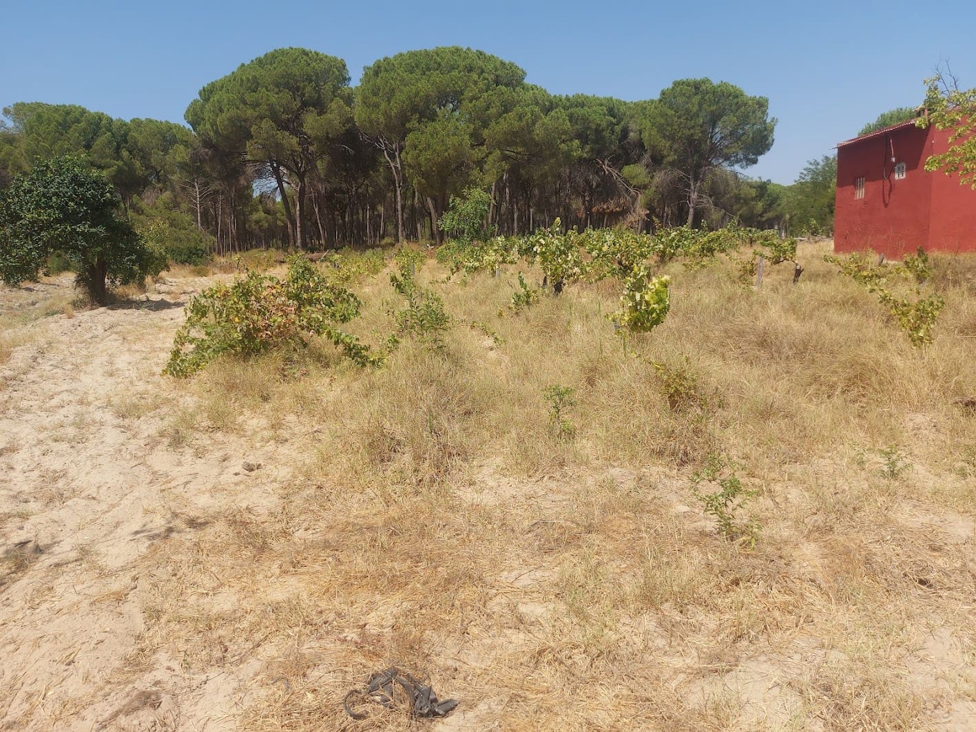 2 soveværelse Finca/Landehus til salg i Almonte med garage - € 71.000 (Ref: 9169519)