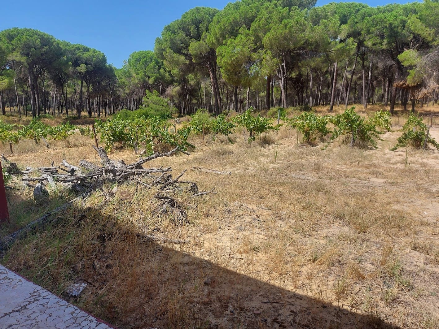 2 soveværelse Finca/Landehus til salg i Almonte med garage - € 71.000 (Ref: 9169519)