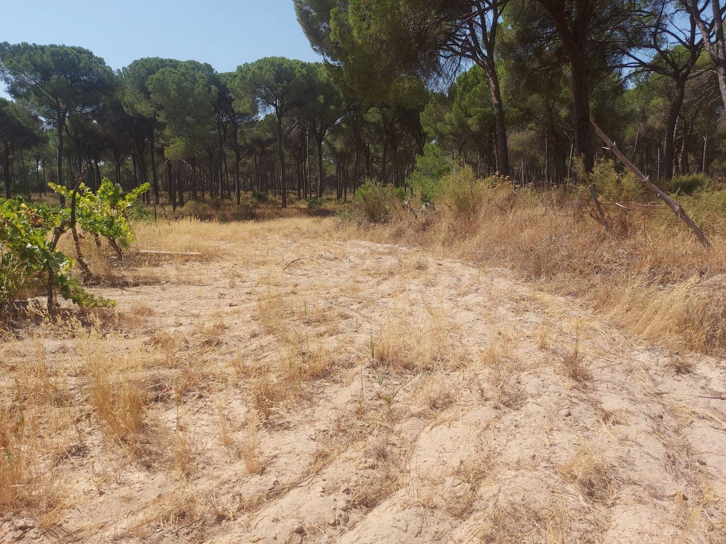 2 soveværelse Finca/Landehus til salg i Almonte med garage - € 71.000 (Ref: 9169519)