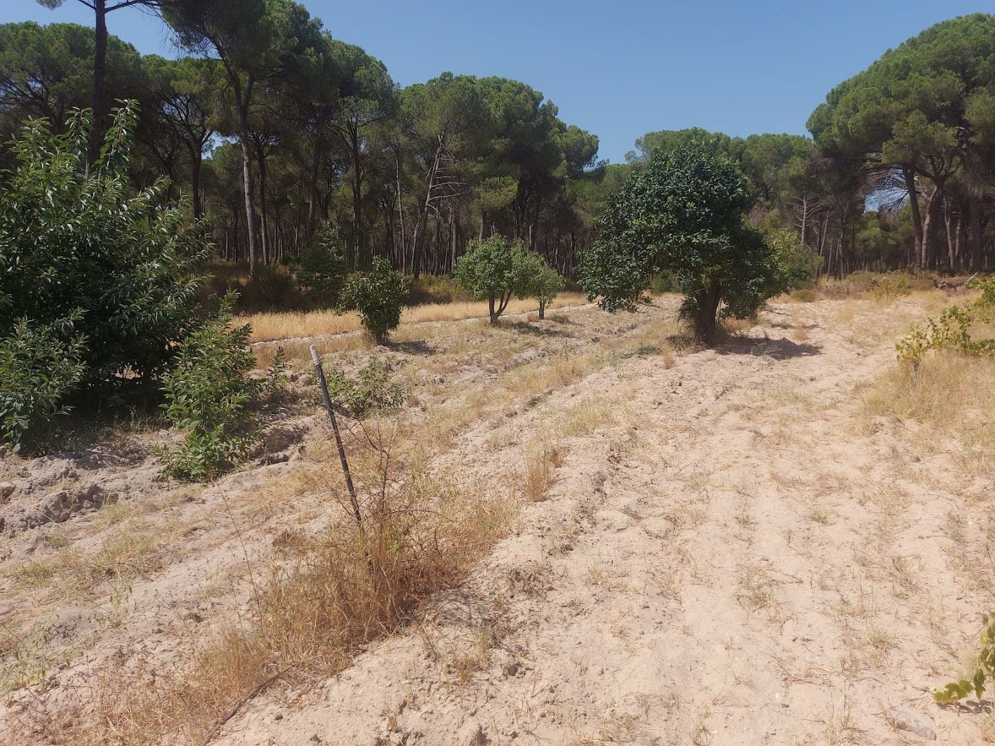 2 soveværelse Finca/Landehus til salg i Almonte med garage - € 71.000 (Ref: 9169519)