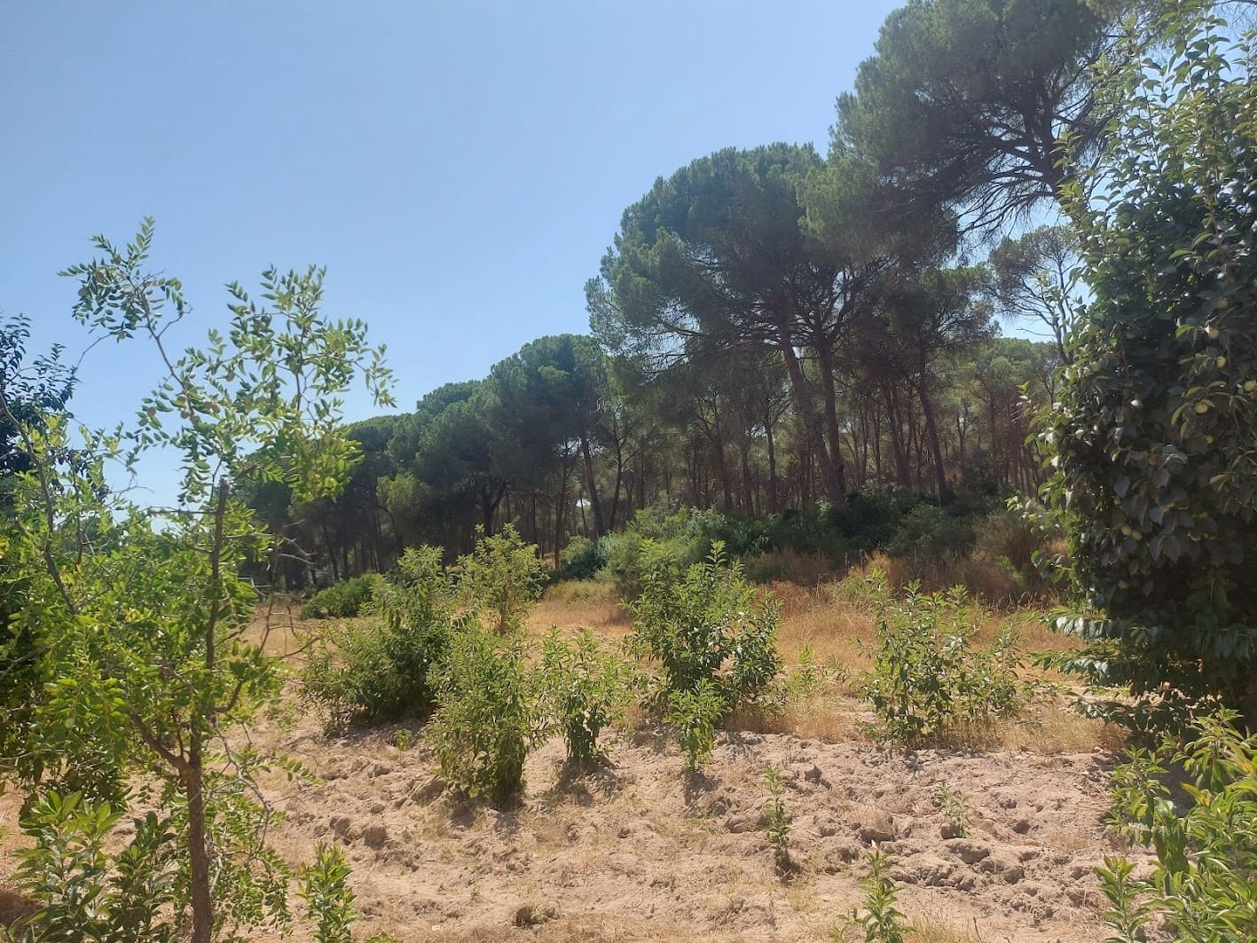 2 soveværelse Finca/Landehus til salg i Almonte med garage - € 71.000 (Ref: 9169519)