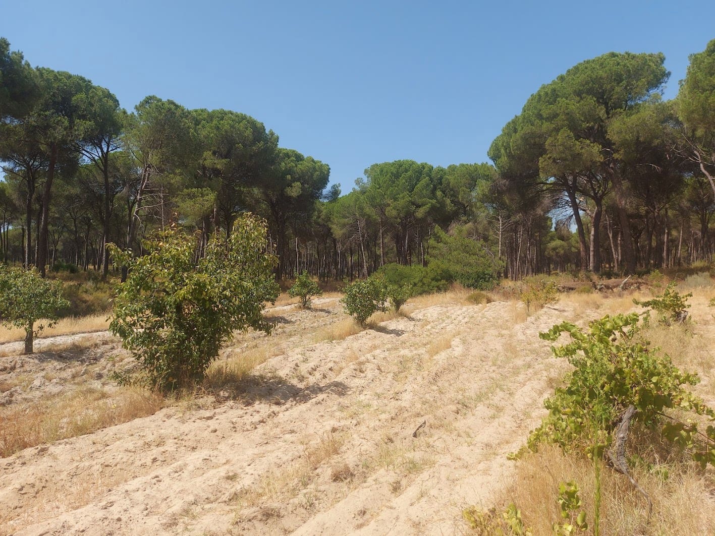 2 soveværelse Finca/Landehus til salg i Almonte med garage - € 71.000 (Ref: 9169519)