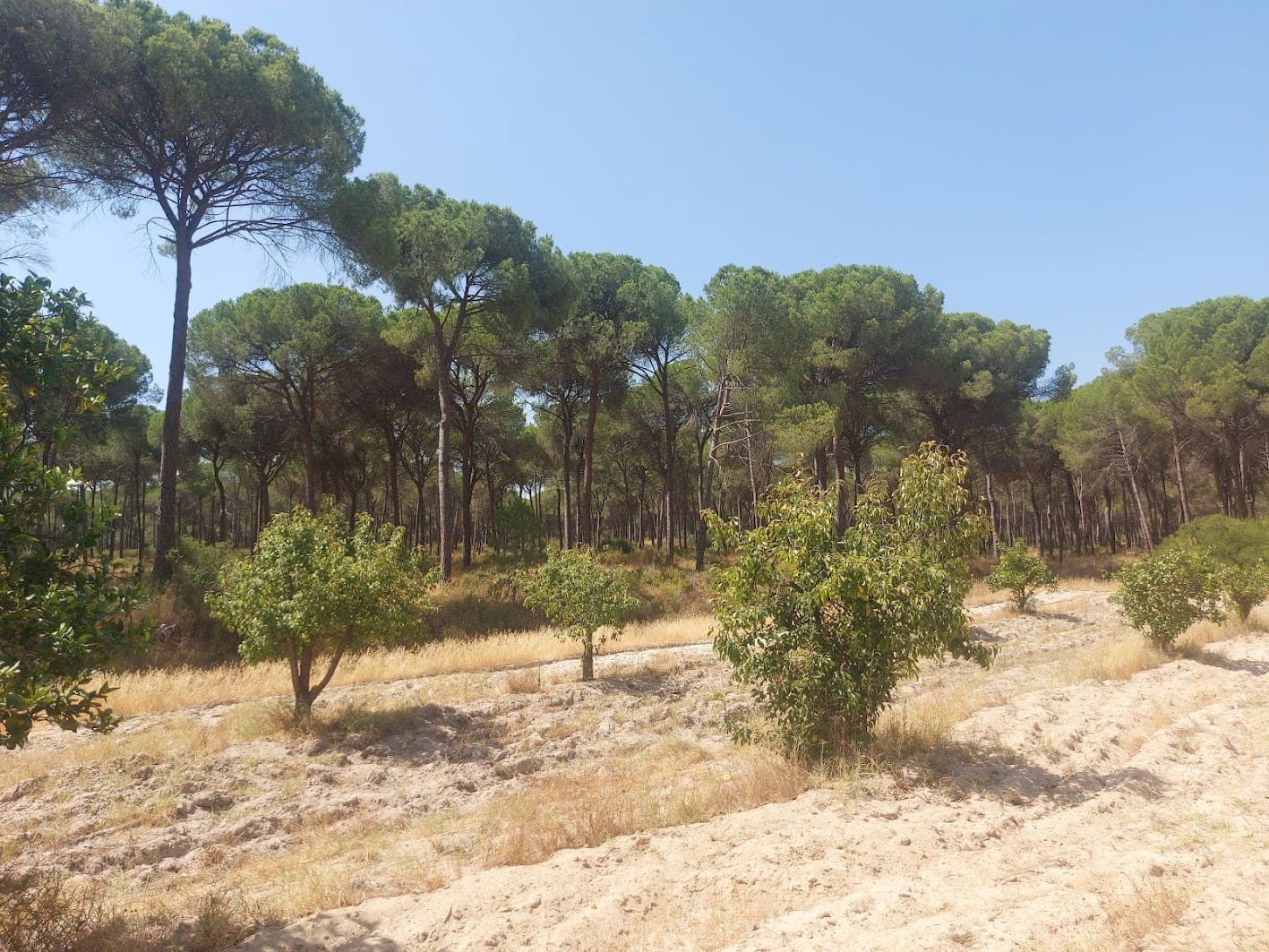 2 soveværelse Finca/Landehus til salg i Almonte med garage - € 71.000 (Ref: 9169519)