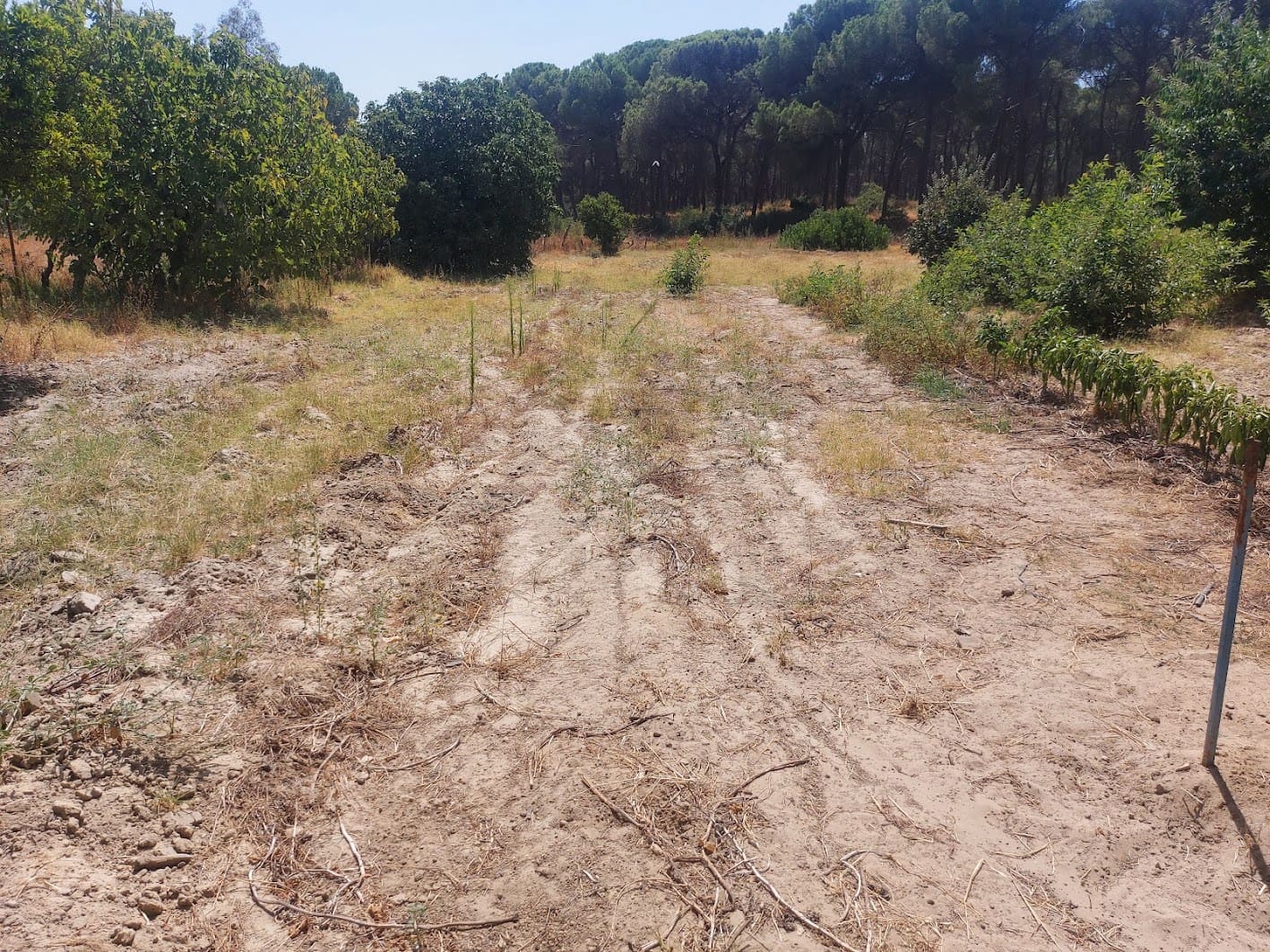 2 soveværelse Finca/Landehus til salg i Almonte med garage - € 71.000 (Ref: 9169519)