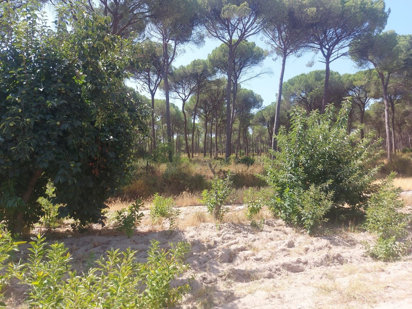 2 soveværelse Finca/Landehus til salg i Almonte med garage - € 71.000 (Ref: 9169519)