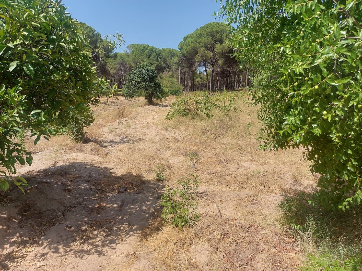 2 soveværelse Finca/Landehus til salg i Almonte med garage - € 71.000 (Ref: 9169519)