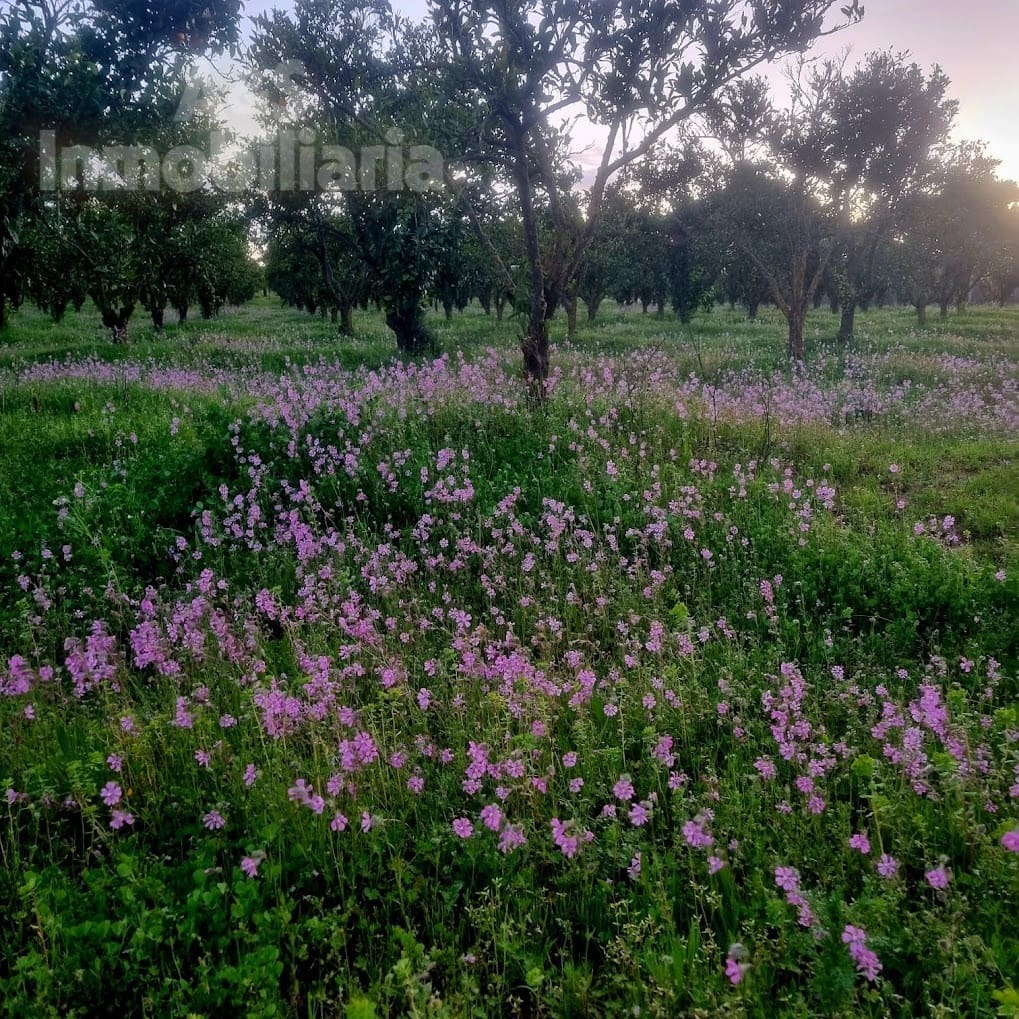 4 soverom Finca/Herregård til salgs i Almonte med svømmebasseng garasje - € 180 000 (Ref: 9209399)