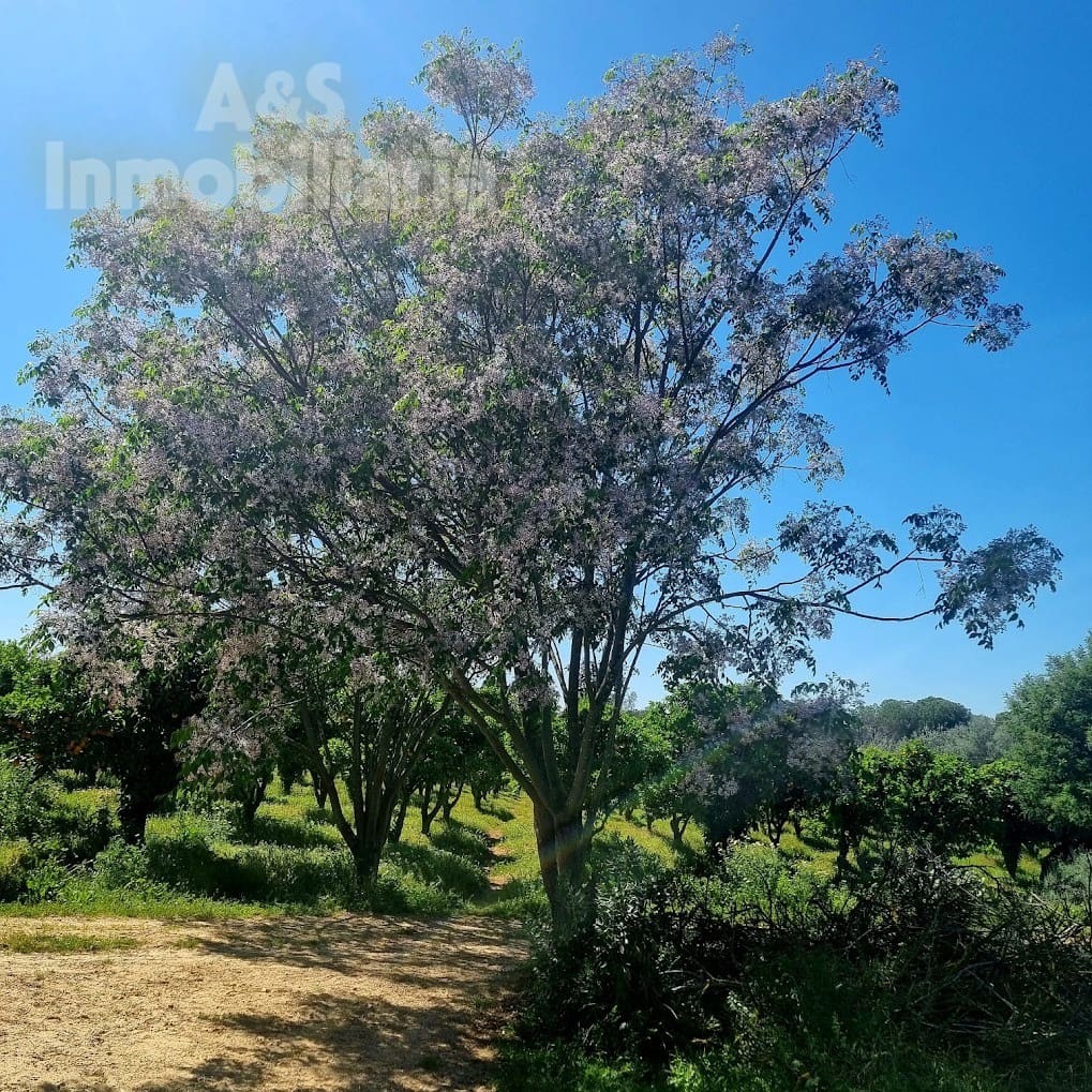 4 soverom Finca/Herregård til salgs i Almonte med svømmebasseng garasje - € 180 000 (Ref: 9209399)