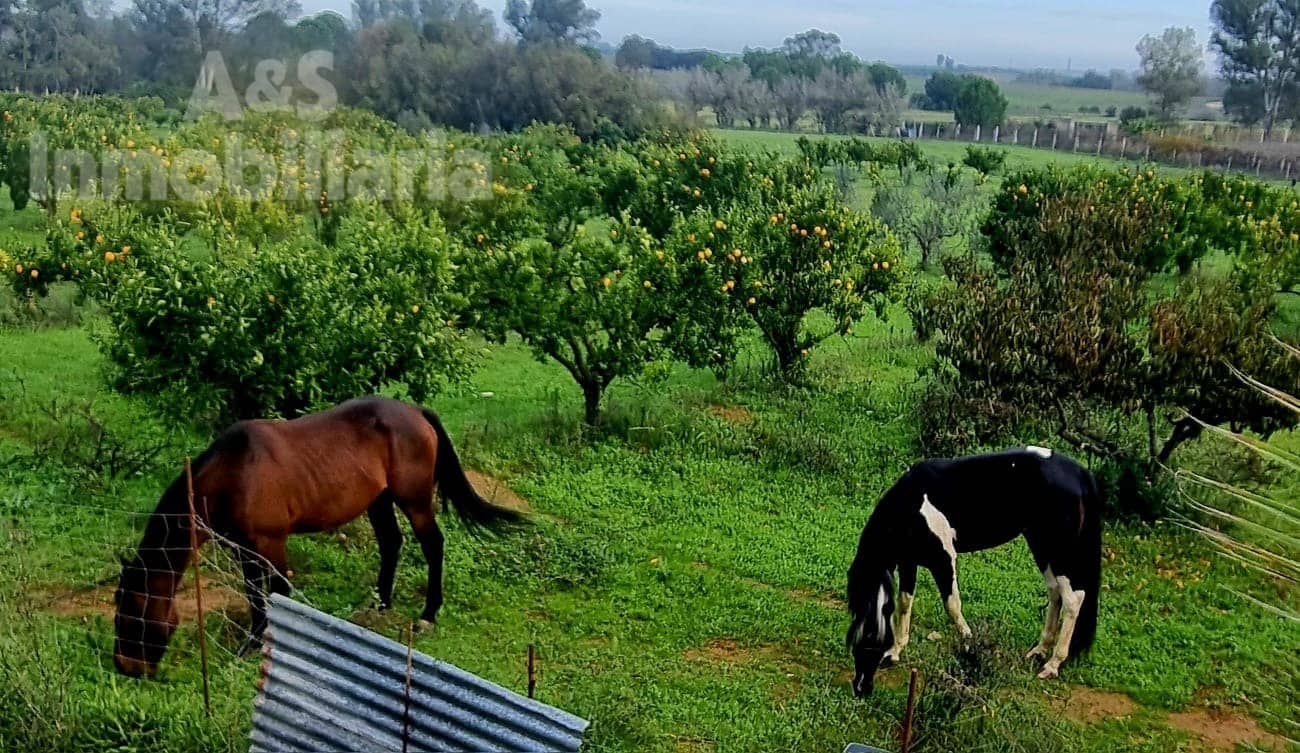 4 soverom Finca/Herregård til salgs i Almonte med svømmebasseng garasje - € 180 000 (Ref: 9209399)