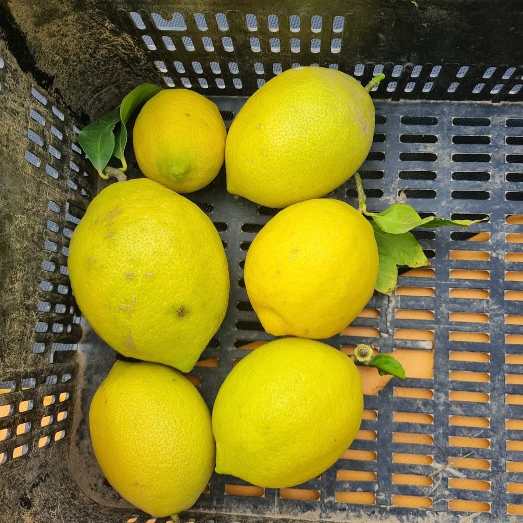 4 soverom Finca/Herregård til salgs i Almonte med svømmebasseng garasje - € 180 000 (Ref: 9209399)