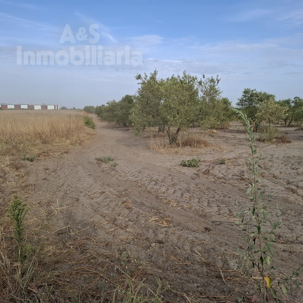 Tontti myytävänä paikassa Almonte - 28 000 € (Ref: 9248551)