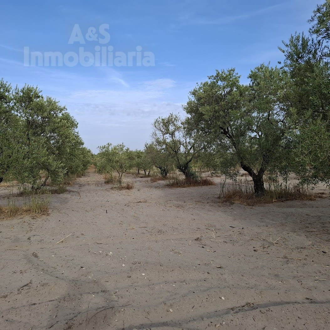 Tontti myytävänä paikassa Almonte - 28 000 € (Ref: 9248551)