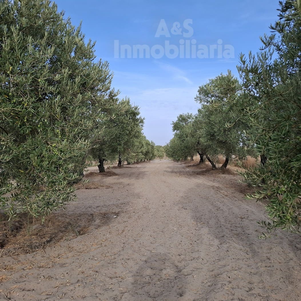 Tontti myytävänä paikassa Almonte - 28 000 € (Ref: 9248551)