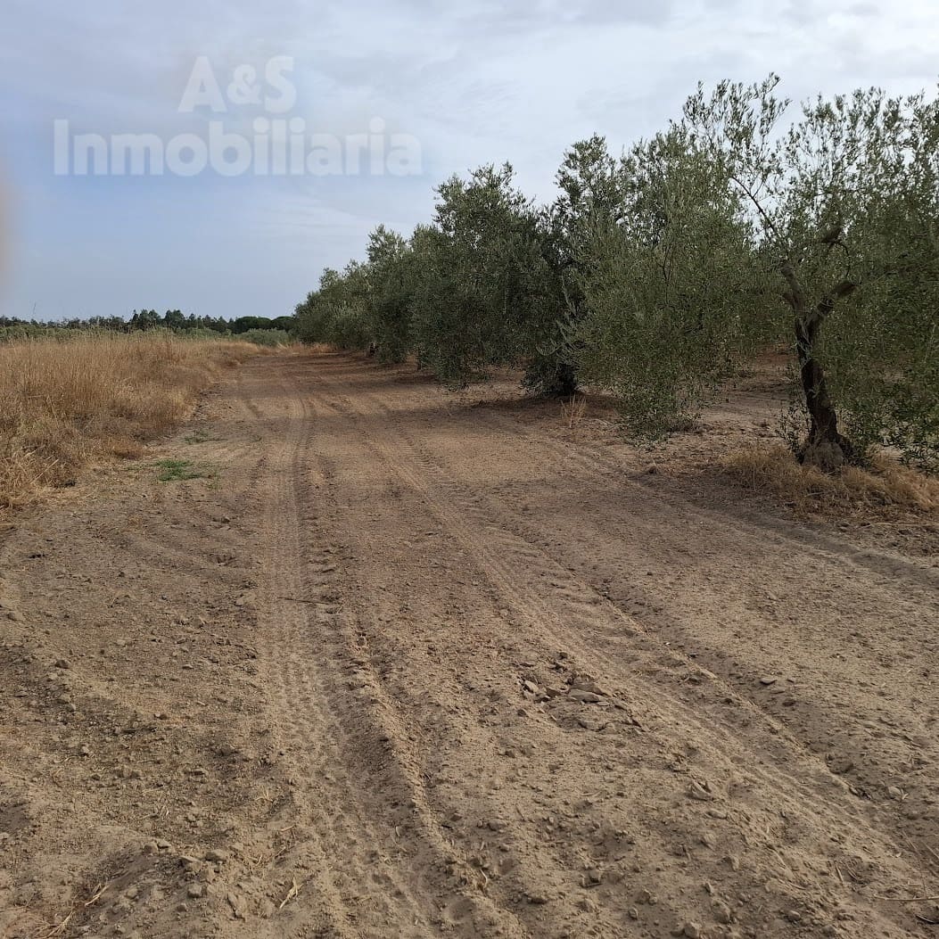 Tontti myytävänä paikassa Almonte - 28 000 € (Ref: 9248551)